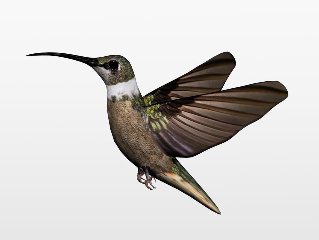 哼唱着的鸟3d模型