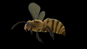 3d model of bee animation