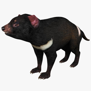 3d tasmanian devil model