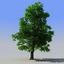 photorealistic tree max