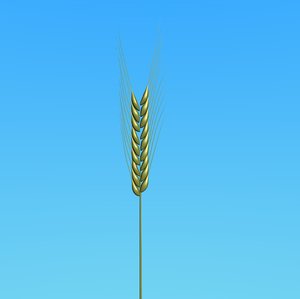 spike wheat 3d blend