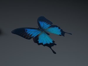 3d blue butterfly model