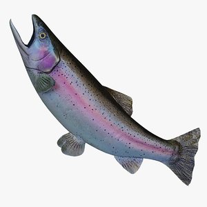 3d rainbow trout fg model