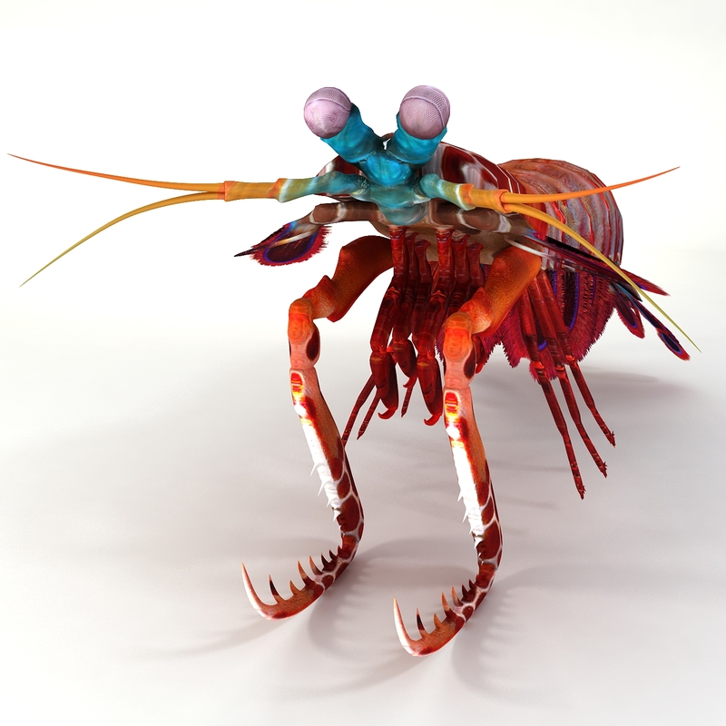 mantis shrimp octonauts toy