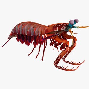 3d mantis shrimp model