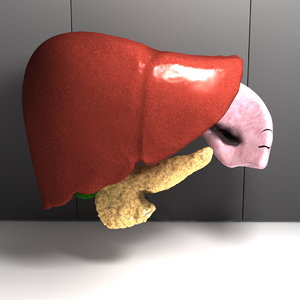 human organs liver spleen 3d model