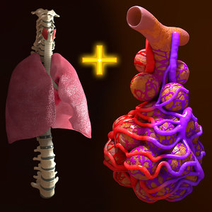 lung spine alveoli human 3d c4d