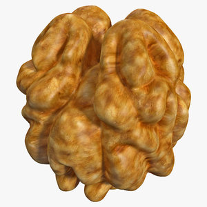 walnut kernel 2 nut 3d model