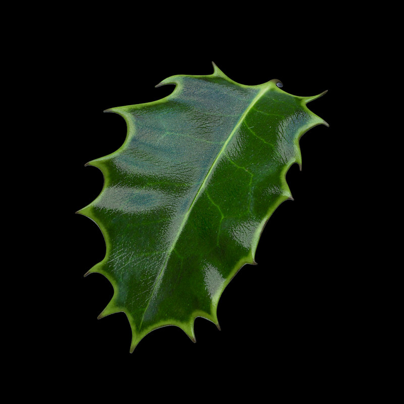 3d Holly Leaf