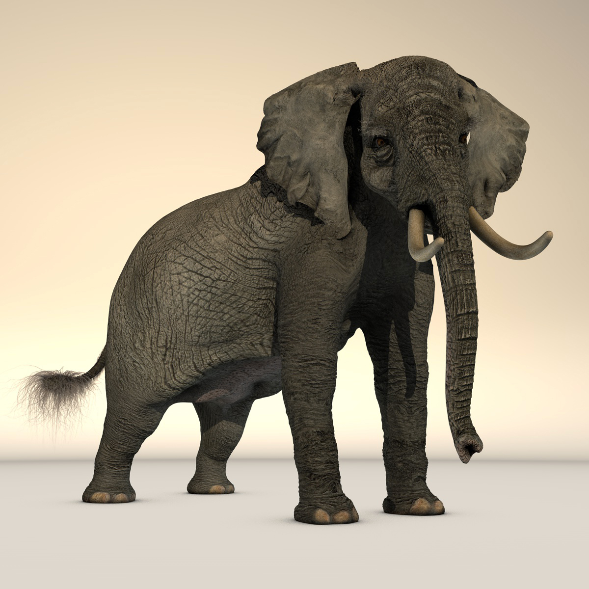 非洲大象3d模型