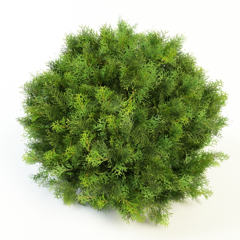 3ds max thuja danica