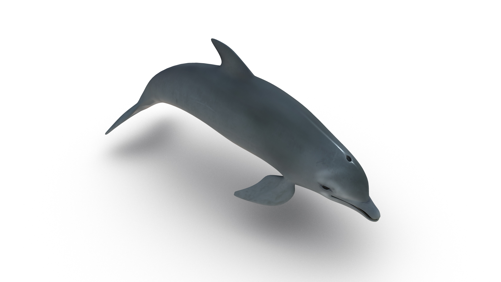 dolphins 3d obj