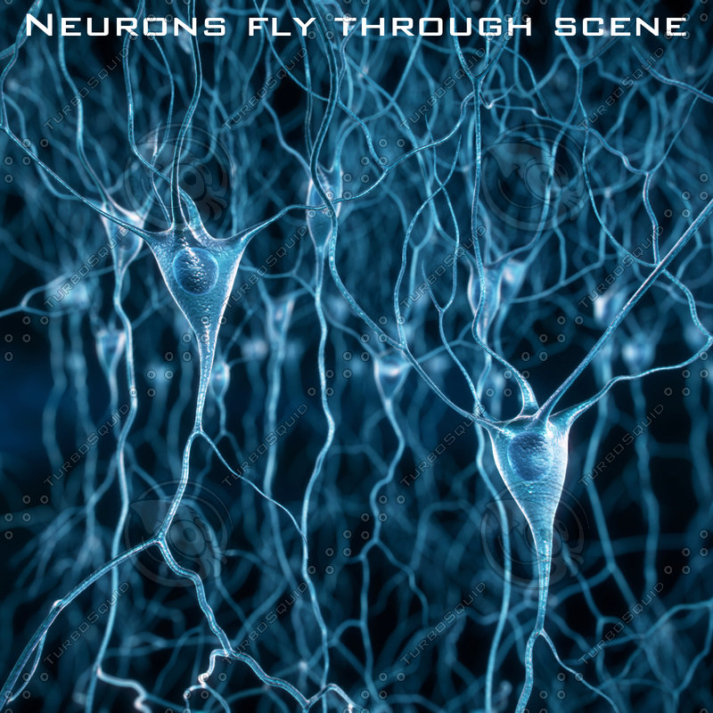 pyramidal neurons max