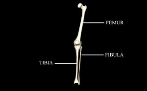 3ds medically knee joint femur