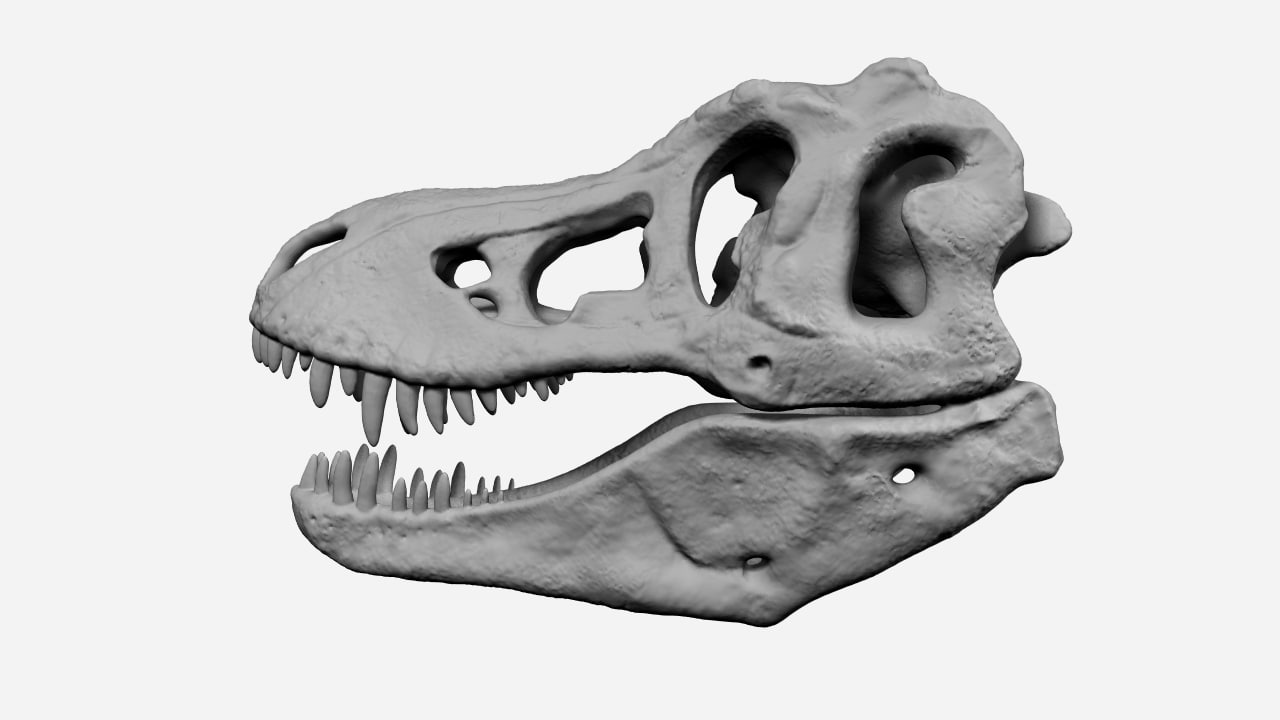 t rex skeleton skull