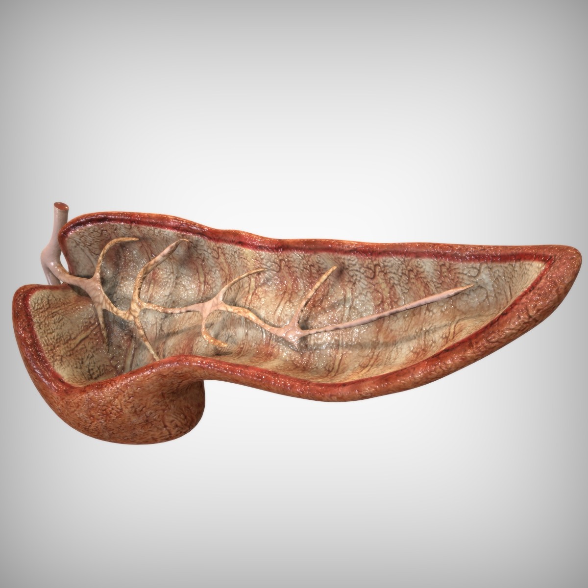 pancreas anatomy 3ds Biology Diagrams