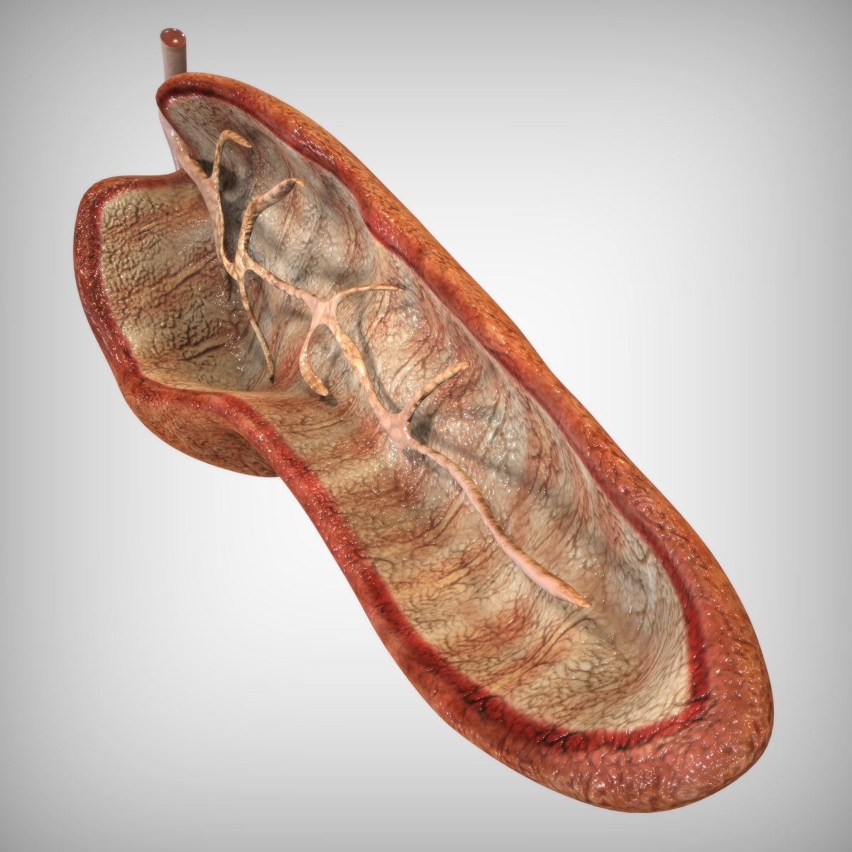 pancreas anatomy