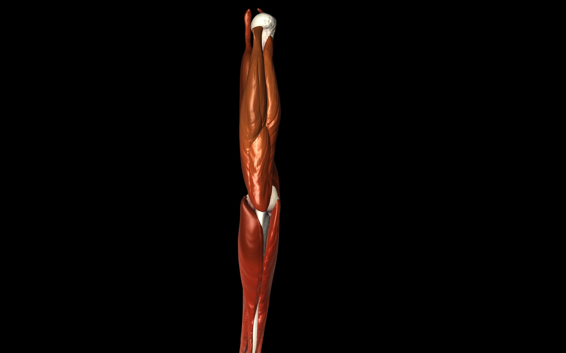 3d medically accurate elbow joint model