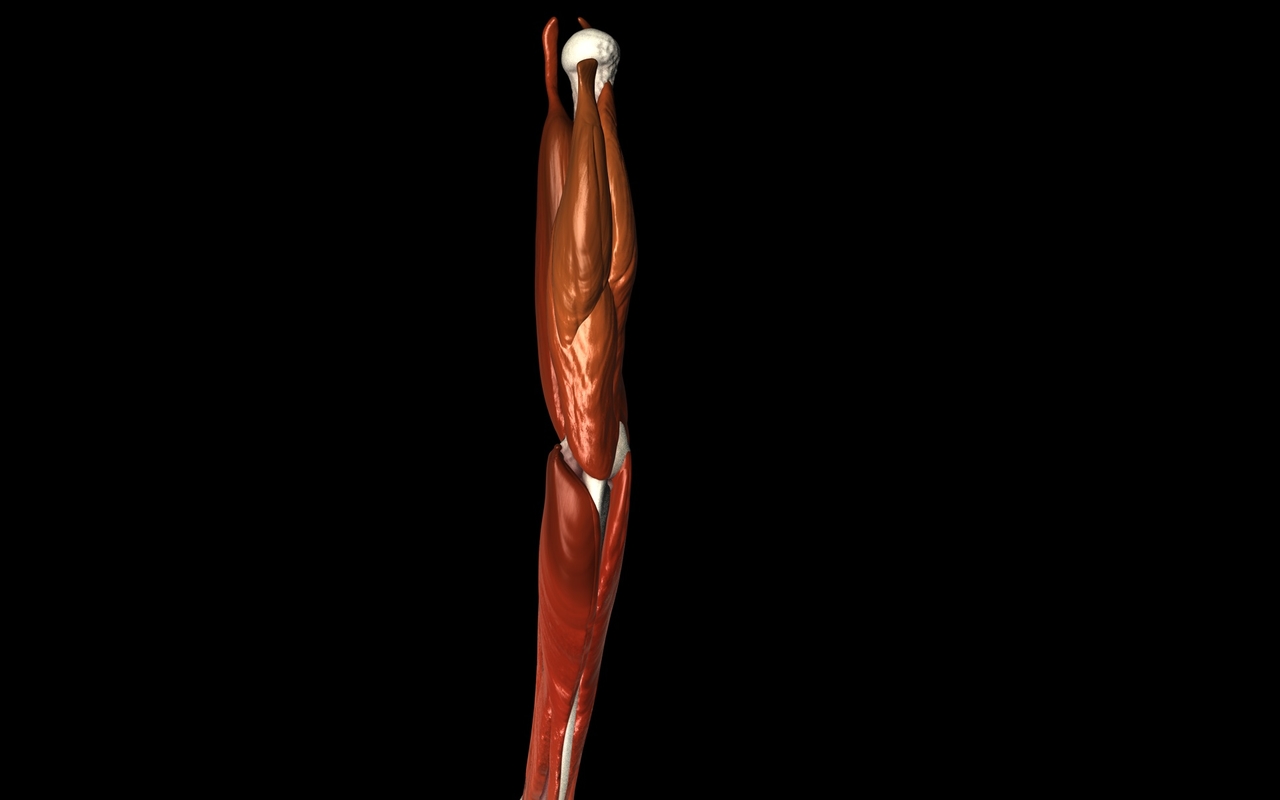 3d medically accurate elbow joint model