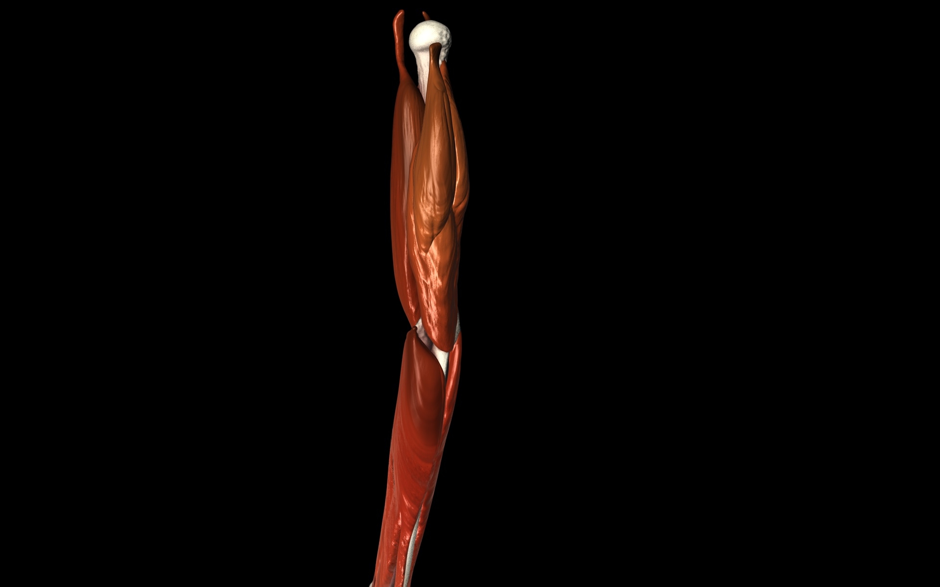 3d medically accurate elbow joint model