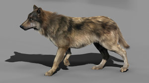wolf dog max