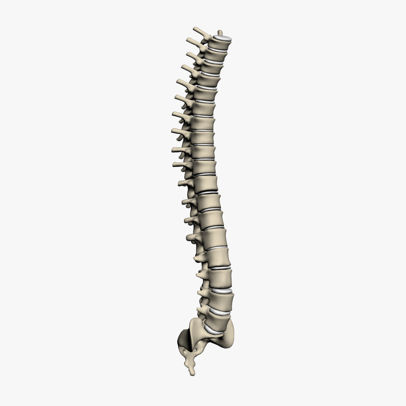 human vertebral column 3d max