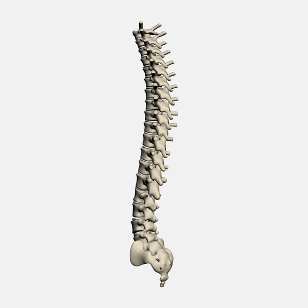 human vertebral column 3d max
