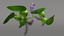 eichhornia water hyacinth obj