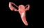 c4d uterus female anatomy reproductive