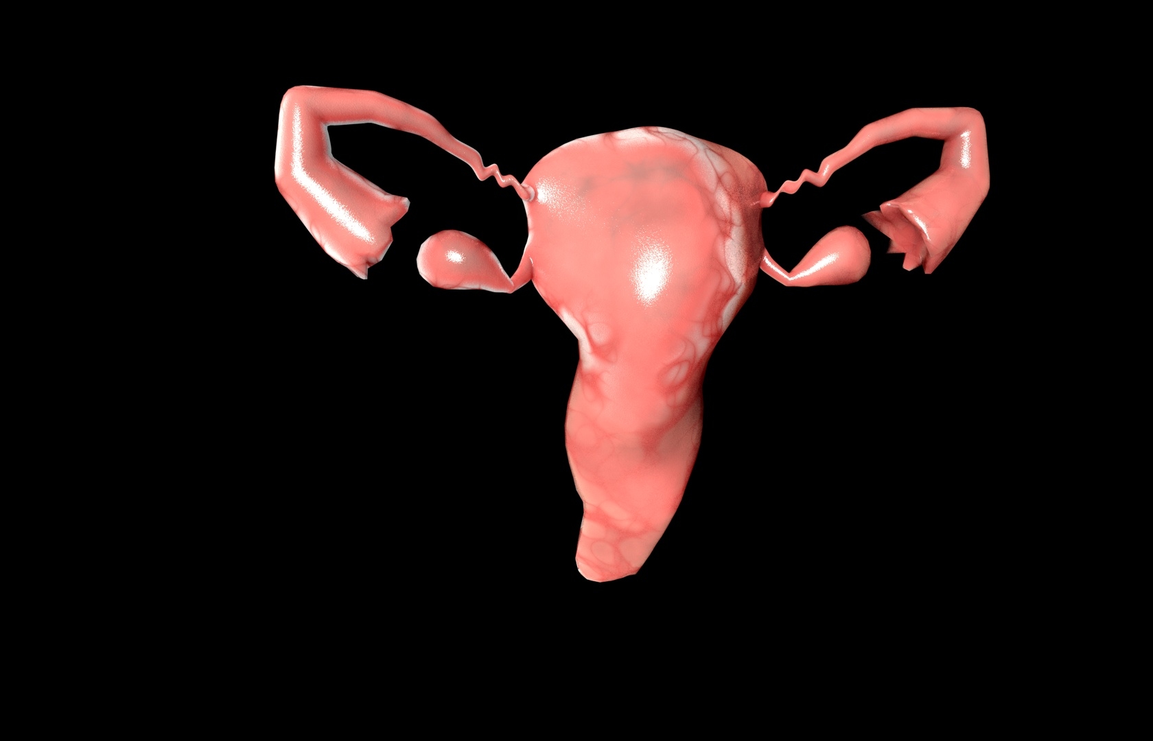 c4d uterus female anatomy reproductive