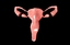 c4d uterus female anatomy reproductive