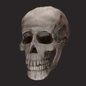 maya mandible skull