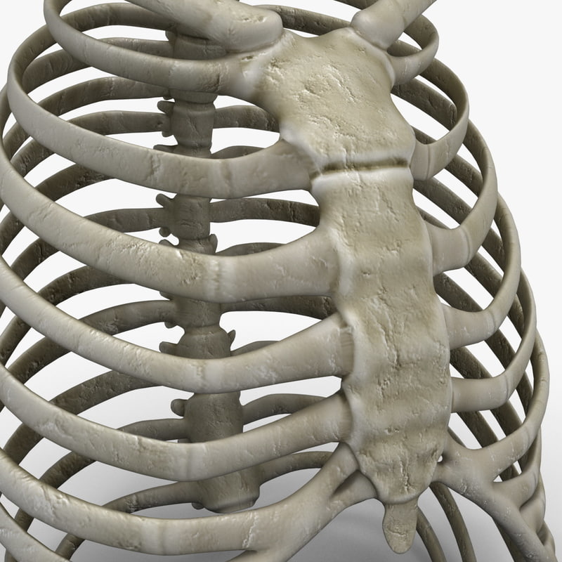 rib cage 3d c4d