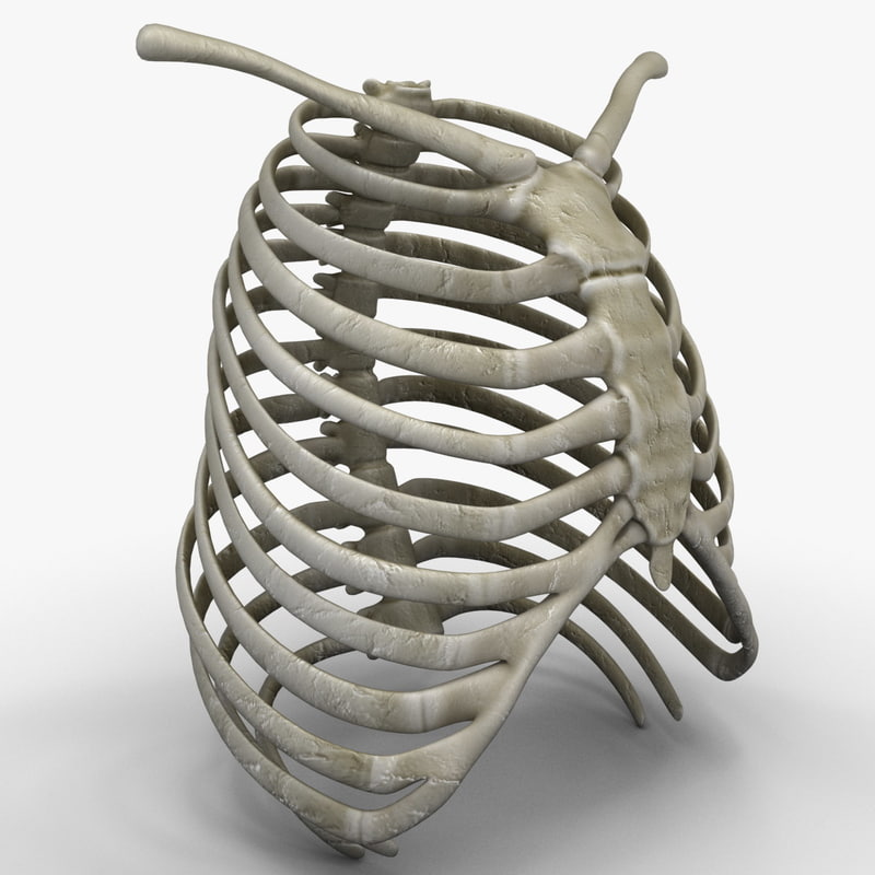 rib cage 3d c4d