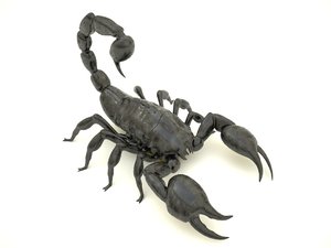 3d model scorpion hdri