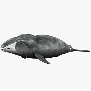 bowhead whale 3ds