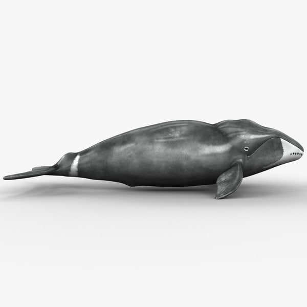 bowhead whale plush