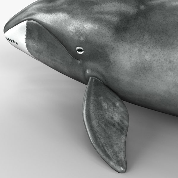 bowhead whale plush