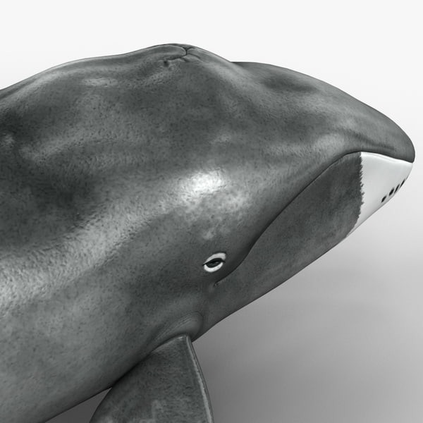 bowhead whale plush