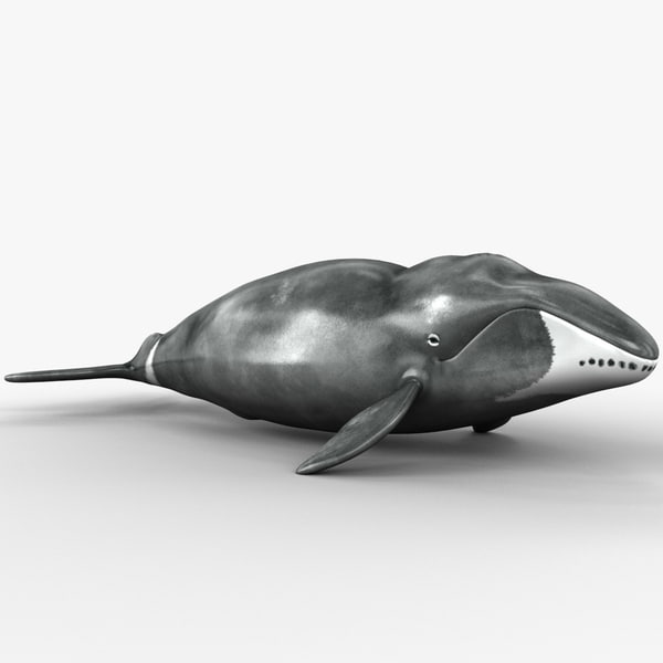 bowhead whale plush