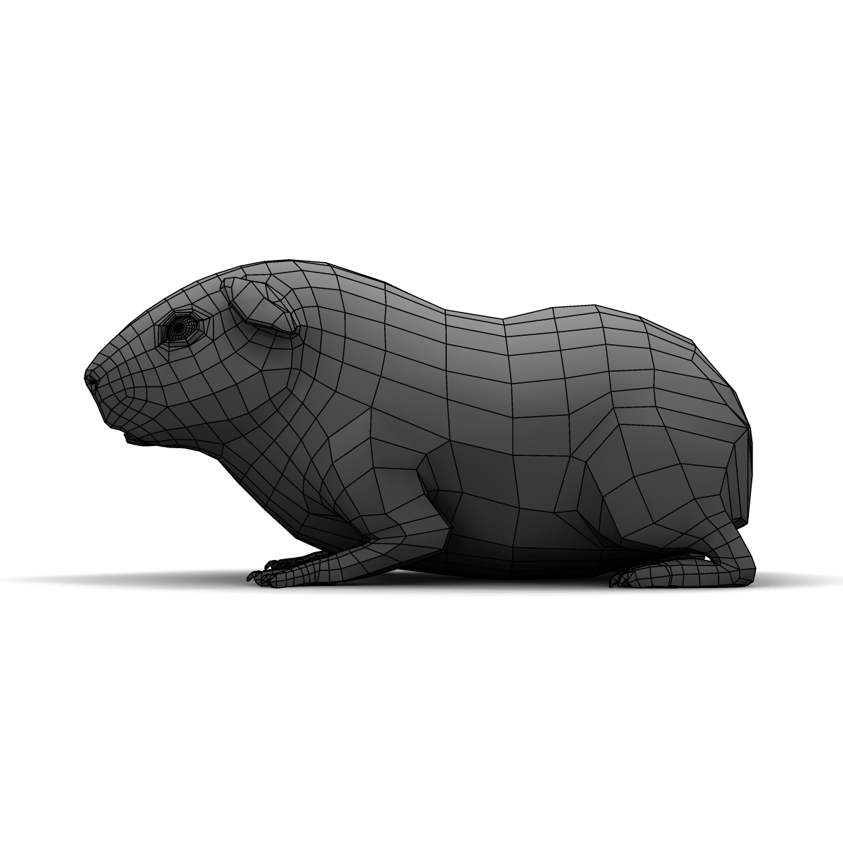 3d guinea pig