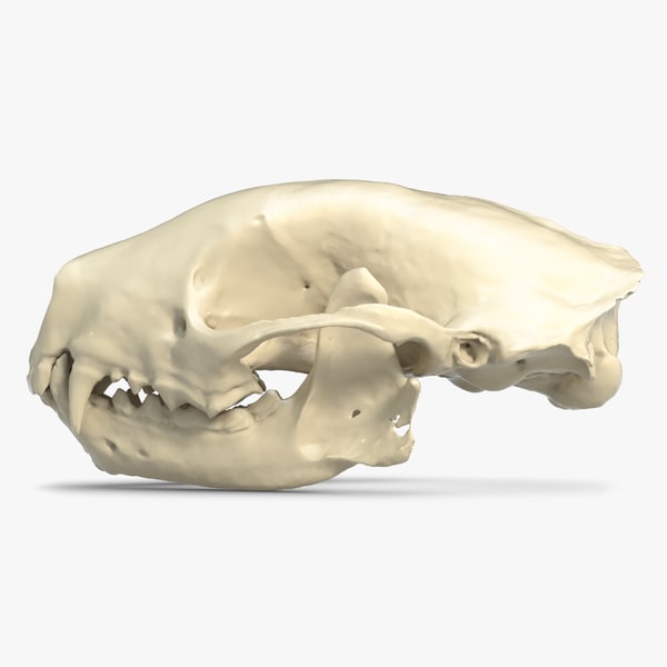 skunk skull scan max