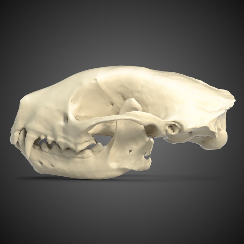 skunk skull scan max