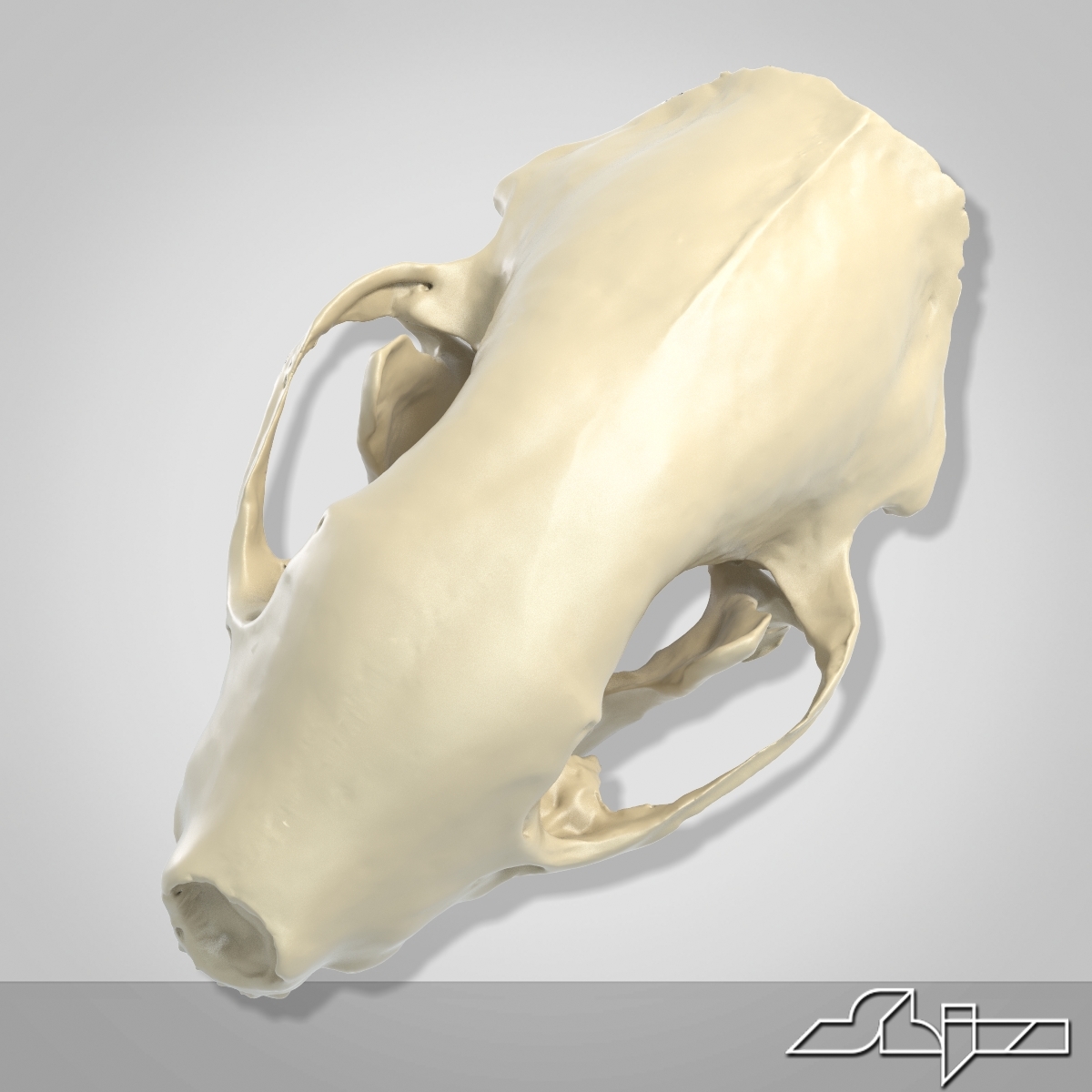 skunk skull scan max