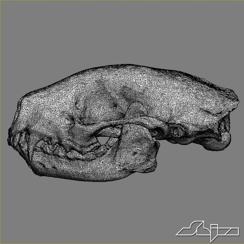 skunk skull scan max