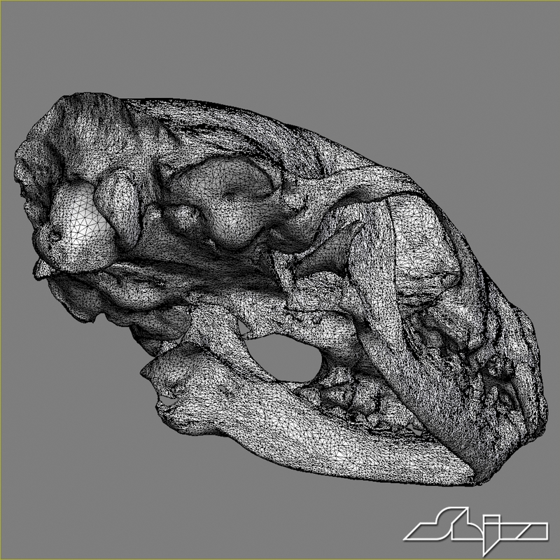skunk skull scan max