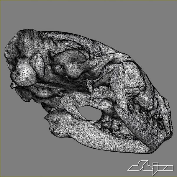 skunk skull scan max