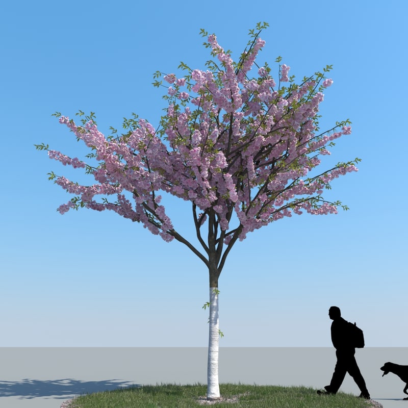 cherry tree 3d free 3d realistic cherry tree model cherry tree 3d free 3d realistic cherry tree model
