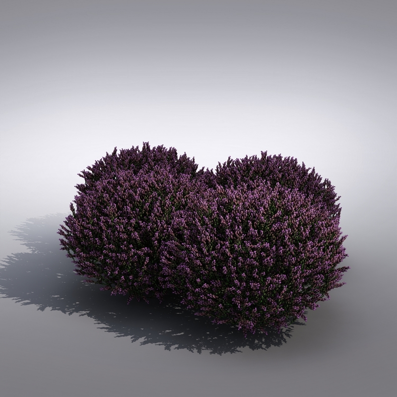 3d realistic lavender flower model