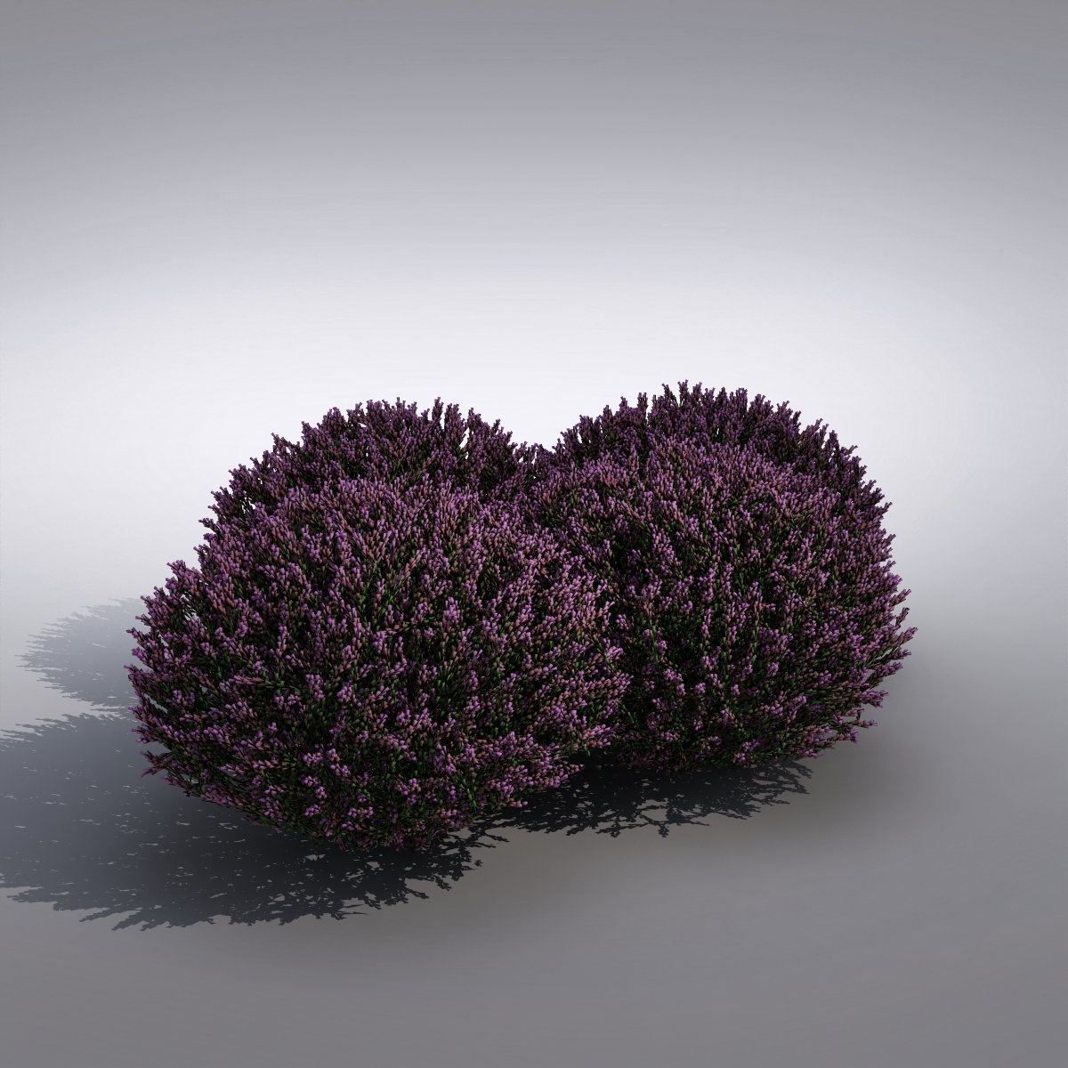 3d realistic lavender flower model